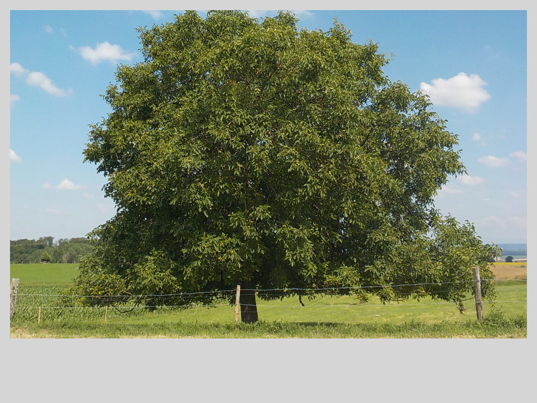 Association Randonner Travailler, arbre