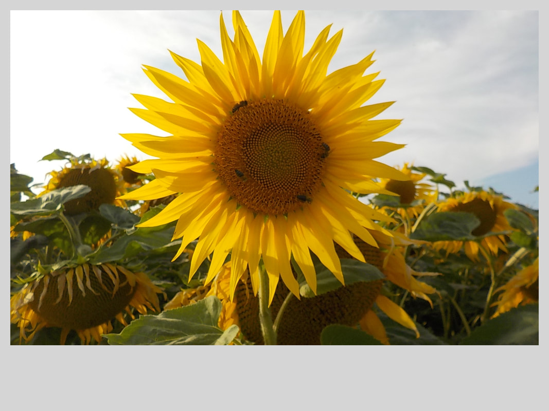 Association Randonner Travailler, tournesols