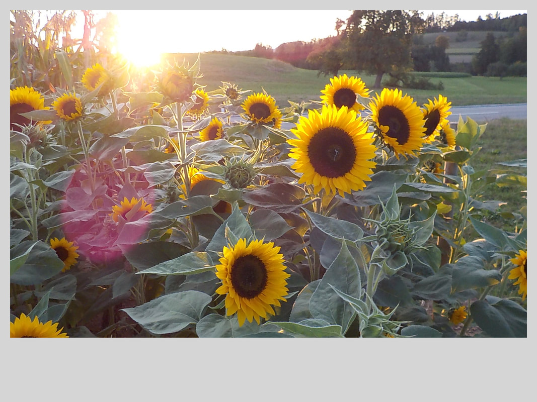 Association Randonner Travailler, tournesols