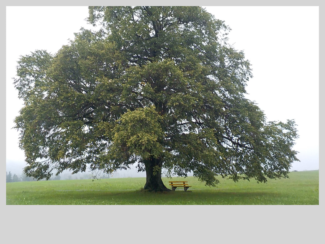Association Randonner Travailler, Compostelle, arbre