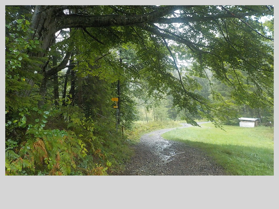 Association Randonner Travailler, Compostelle, arbre