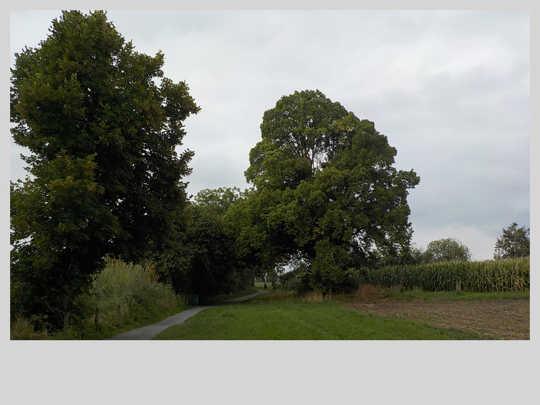 Association Randonner Travailler, Compostelle, arbre