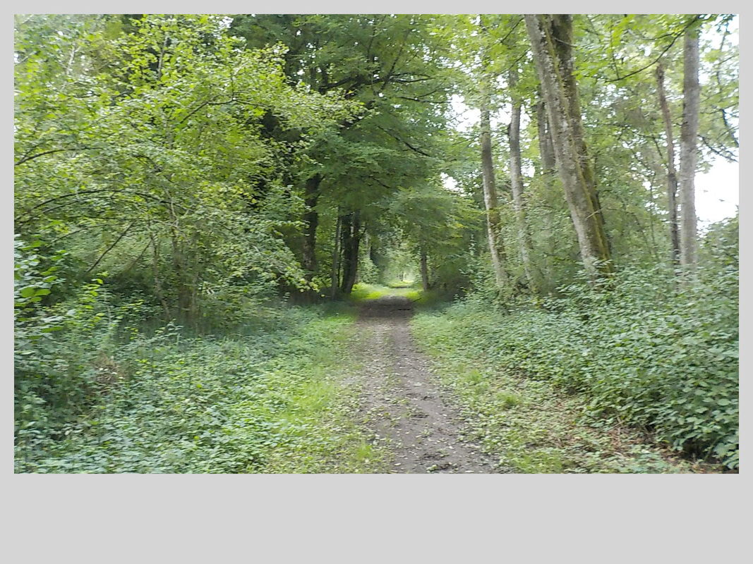 Association Randonner Travailler, Compostelle, arbre