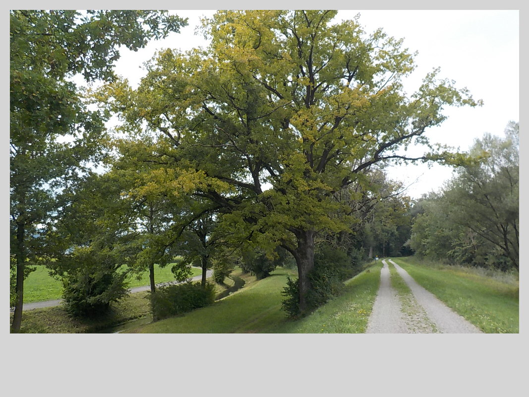 Association Randonner Travailler, Compostelle, arbre
